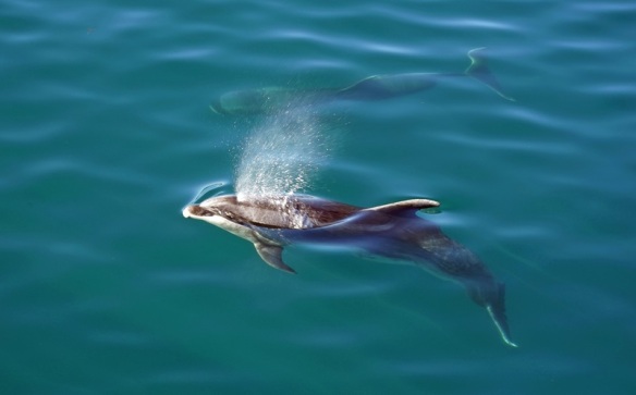 sea-biology-mammal-fauna-new-zealand-vertebrate-1287900-pxhere.com